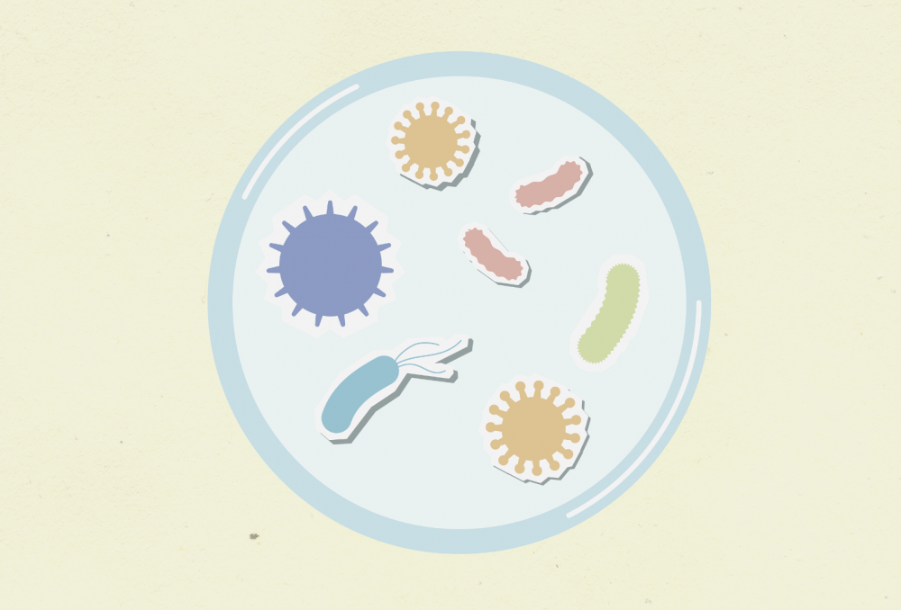 Влияние вирусов и бактерий на иммунную систему