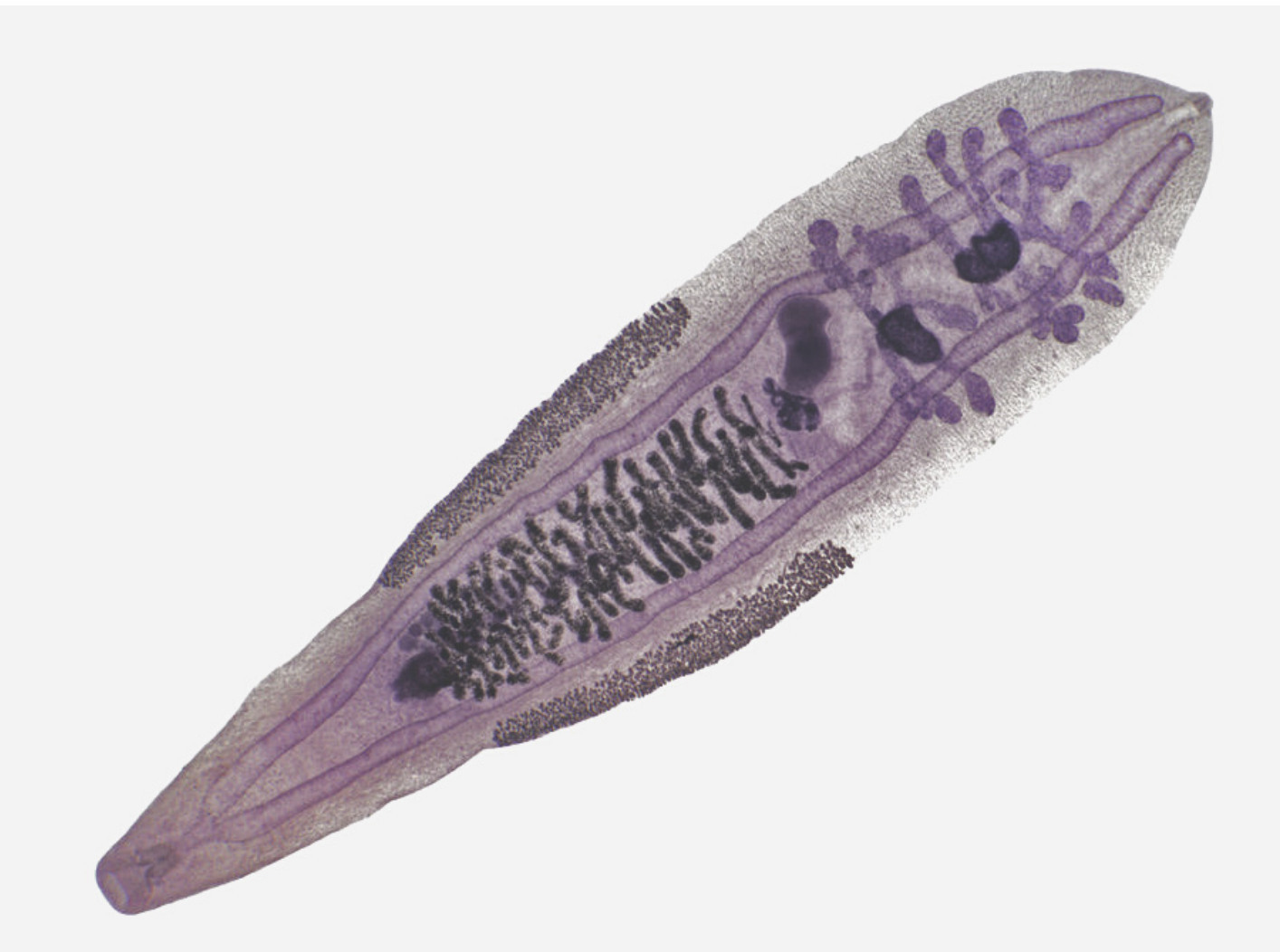 Человеческий герпесвирус типа 8 (HHV-8; герпес-вирус саркомы Капоши),  Clonorchis sinensis и Schistosoma haematobium