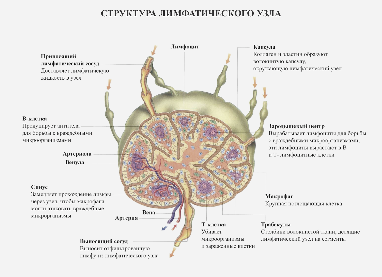 Лимфатические узлы и виды онкологических заболеваний